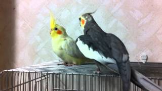 Cockatiel  Flirting [upl. by Hamish519]