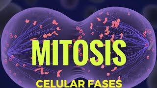 🌐 División celular MITOSIS 🔬  FASES  Fácil y Rápido  BIOLOGÍA [upl. by Ecirehs]