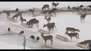 Brownville’s Food Pantry For Deer  Deer and turkeys leisure afternoon [upl. by Horwath]