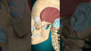 Temporalis muscle action Mandible retraction muscle [upl. by Leimaj567]