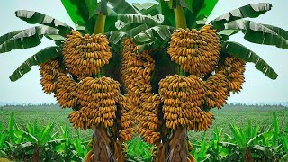 Techniques for grafting banana tree from banana flower [upl. by Dannel789]