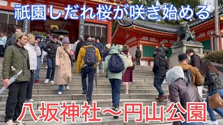 2024年3月26日 京都八坂神社から円山公園を歩く－祇園しだれ桜開花情報🌸－ 【4K】 Touring Kyoto [upl. by Esiouqrut314]