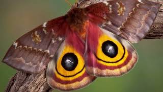 Moth Lifespan How Long Do Moths Live  How long do moths live inside  how long do silk moths live [upl. by Allesig]