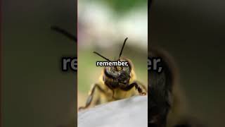 Bees Recognize Human Faces  🐝😲 shorts facts [upl. by Atteoj]