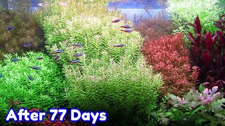 ROTALA BUSHY  STEP BY STEP AQUASCAPE DUTCHSTYLE [upl. by Eelynnhoj]