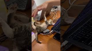 工作解壓器❤️ cat cute 德文卷毛猫 kitten pets cutecat 德文貓舍 funny [upl. by Aileahcim56]