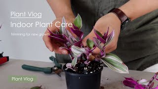 Indoor Plant Care Vlog  Trimming for new growth of Tradescantia Epiperium and Philodendron [upl. by Shue]