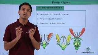 Class 11th – Flower – Types  Morphology of Flowering Plants  Tutorials Point [upl. by Nosyd]