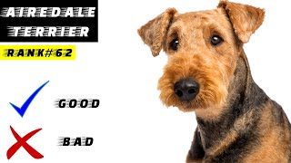 Airedale Terrier Pros And Cons  The Good And The Bad [upl. by Ynaffet]