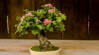 Crataegus laevigata – English Hawthorn I [upl. by Aniez125]