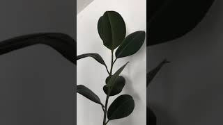 Bouture Caoutchouc Ficus Elastica [upl. by Aphra]