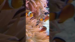 Lots of Nemo 😍 shorts animals aquarium fish fishtank canada travel [upl. by Orimar]