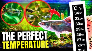 The Best Temperature for Guppies and Why It Matters [upl. by Eidoj]