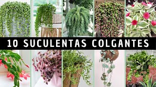 10 Suculentas COLGANTES 💚 [upl. by Borszcz]