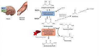 Ketone Body Metabolism  Ketolysis  Transport Absorption and Catabolism [upl. by Benzel449]