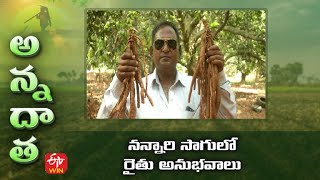 Profitable Nannari cultivation by Krishna farmer nannari roots medicinal plant  ETV [upl. by Ennasirk181]