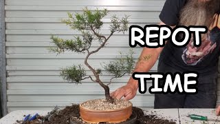 Aussie Tea Tree gets a new pot [upl. by Nancy715]