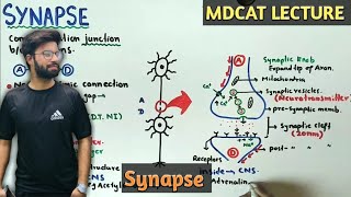 Synapse  NMDCAT 2021  Neurotransmitters [upl. by Devaney]