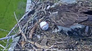 Barnegat Light Osprey Cam  2022618 [upl. by Dickenson]