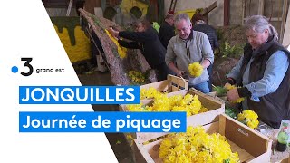 Fête des jonquilles de Gérardmer  la journée de piquage avec les bénévoles [upl. by Ecyor]