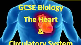 Heart and circulatory system Part 1 GCSE Biology [upl. by Aihsik]