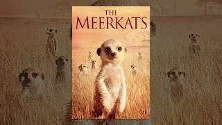 The Meerkats [upl. by Uphemia]