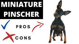 Miniature Pinscher Pros And Cons  Should You REALLY Get A Miniature Pinscher [upl. by Nauqram]