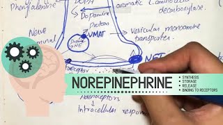 Norepinephrine  Synthesis Storage Release Binding to receptors Degradation Drugs acting [upl. by Mayworm296]