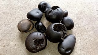 Shaligram  different kinds of 10pic shaligram shila  gandaki river shaligram [upl. by Aicileb]