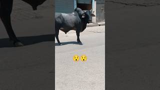 ANGRY😡BULL [upl. by Ecniv820]