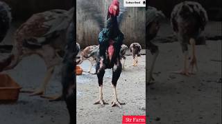 💕🐓🐔💕 Sandai seval ❤️ Aadukalam ❤️ Str Farm ❤️ subscribe tamilsong [upl. by Jamima]