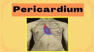 Pericardium  Protective Coat of the heart [upl. by Ative]