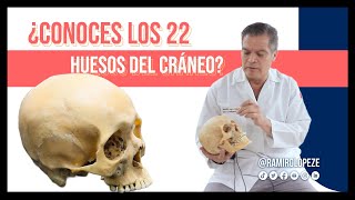 Anatomía del cráneo Neurocráneo y viscerocráneo Los huesos del cráneo neuroanatomíaparatodos [upl. by Suoicserp258]