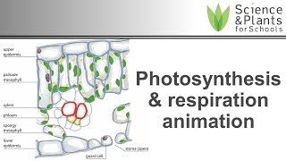 Photosynthesis amp respiration in plants  animation 🌻🌞 [upl. by Ojaras]