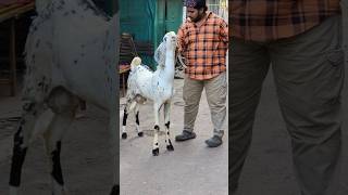 Mashallah Zeera Daath 50kg aligoatfarm youtube [upl. by Bohannon197]