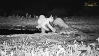 Mongoose Attacks Caracal  Great Plains Conservation [upl. by Conti]