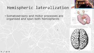 Biopsychology Lesson 5 Brain localisation and lateralisation [upl. by Armin]