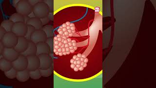 What Is PNEUMONIA  World Pneumonia Day Special shorts worldpneumoniaday diseases [upl. by Modeerf]