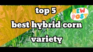 TOP 5 HYBRID CORN VARIETY [upl. by Berkin]