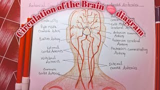 Arterial Circulation of the Brain 🧠 including carotid Arteries diagram easily [upl. by Lemej923]