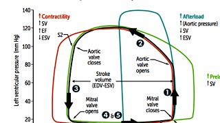 USMLE Cardiovascular System 5  Physiology Function curve Cardiac Cycle Heart Sounds Etc [upl. by Enaenaj]