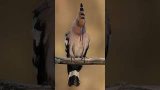 Sound of Nature  Hoopoe birds shortvideo [upl. by Yauqram]