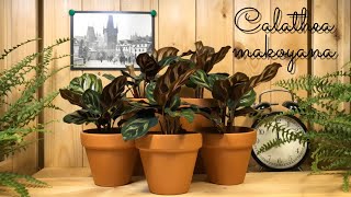 Calathea makoyana houseplant  time lapse [upl. by Fay]