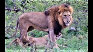 MASSIVE Male Lion Bigger Than Tank A HUGE Male Lion next to Lioness Kruger National Park lion [upl. by Lilybel370]