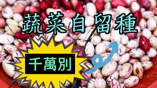 【蔬菜留種子】這些蔬菜千萬別留種子做錯了毀一季教你正確留菜種 [upl. by Ermanno]