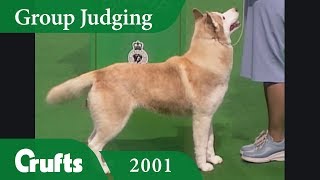 Siberian Husky wins Working Group Judging at Crufts 2001 [upl. by Adeirf993]