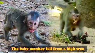 The poor baby monkey fell from a tall tree it became scared and dizzy [upl. by Alleuqahs]