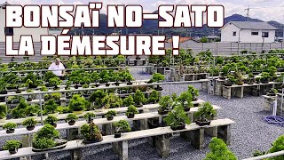 TAKAMATSU BONSAI NOSATO 高松盆栽の郷 🌱 NEJIKAN BONSAI 🌱 [upl. by Ytsirhc]