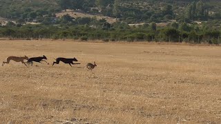 GALGOS Y LIEBRES CHILE Galgos y Liebres 2023 [upl. by Niamor988]