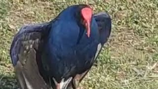 Australasian Swamphen Bird [upl. by Sclar]